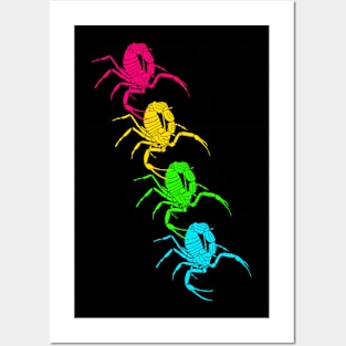 Desert scorpion (Buthidae) rainbow Posters and Art